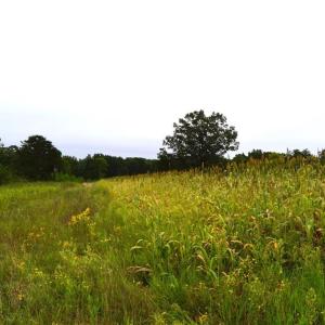 Photo #26 of 1396-1420 Fitch, Yanceyville, NC 72.0 acres