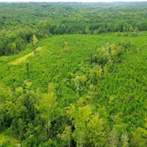 Photo #7 of 1396-1420 Fitch, Yanceyville, NC 72.0 acres