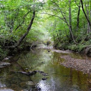 Photo #36 of 1396-1420 Fitch, Yanceyville, NC 72.0 acres