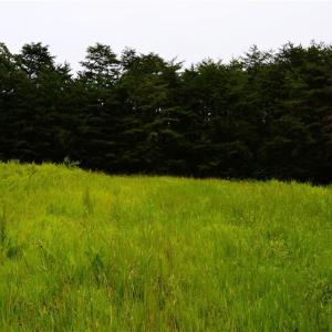 Photo #20 of 1396-1420 Fitch, Yanceyville, NC 72.0 acres