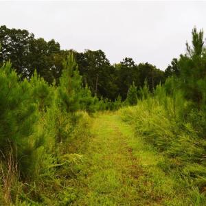 Photo #30 of 1396-1420 Fitch, Yanceyville, NC 72.0 acres