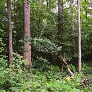 Photo #34 of 1396-1420 Fitch, Yanceyville, NC 72.0 acres