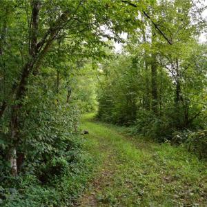 Photo #38 of 1396-1420 Fitch, Yanceyville, NC 72.0 acres
