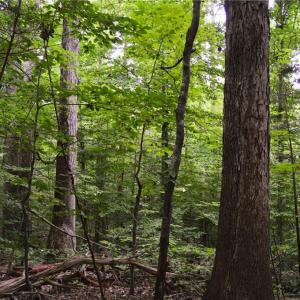 Photo #33 of 1396-1420 Fitch, Yanceyville, NC 72.0 acres
