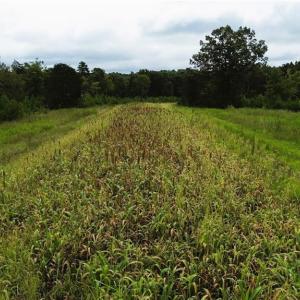 Photo #14 of 1396-1420 Fitch, Yanceyville, NC 72.0 acres