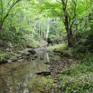 Photo #41 of 1396-1420 Fitch, Yanceyville, NC 72.0 acres