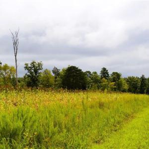 Photo #45 of 1396-1420 Fitch, Yanceyville, NC 72.0 acres