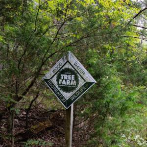 Photo #18 of 1396-1420 Fitch, Yanceyville, NC 72.0 acres