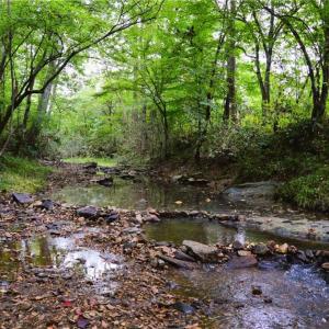 Photo #37 of 1396-1420 Fitch, Yanceyville, NC 72.0 acres