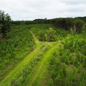 Photo #15 of 1396-1420 Fitch, Yanceyville, NC 72.0 acres