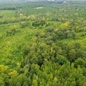 Photo #11 of 1396-1420 Fitch, Yanceyville, NC 72.0 acres