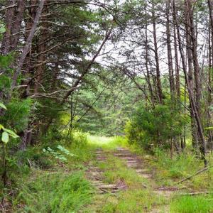 Photo #19 of 1396-1420 Fitch, Yanceyville, NC 72.0 acres
