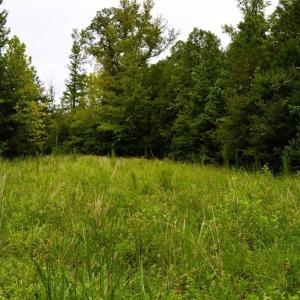 Photo #39 of 1396-1420 Fitch, Yanceyville, NC 72.0 acres