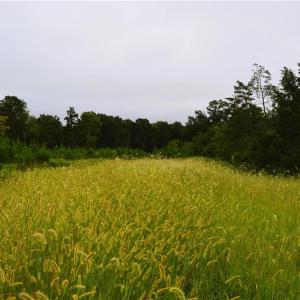 Photo #29 of 1396-1420 Fitch, Yanceyville, NC 72.0 acres