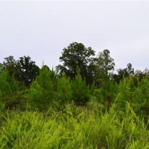 Photo #25 of 1396-1420 Fitch, Yanceyville, NC 72.0 acres
