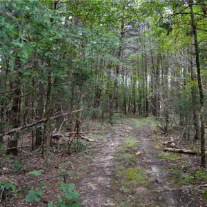 Photo #21 of 1396-1420 Fitch, Yanceyville, NC 72.0 acres