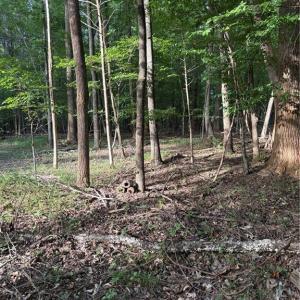 Photo #2 of 7149 Nature, Liberty, NC 10.3 acres