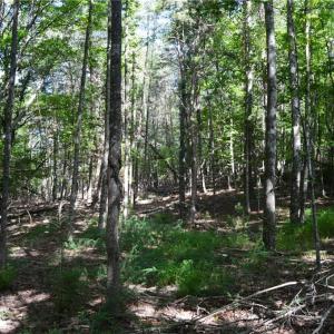 Photo #9 of 01 Hanging Rock Forest, Danbury, NC 14.0 acres