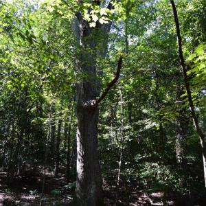 Photo #6 of 01 NC Highway 89, Danbury, NC 21.0 acres