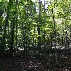 Photo #3 of 01 NC Highway 89, Danbury, NC 21.0 acres