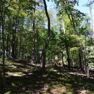 Photo #9 of 01 NC Highway 89, Danbury, NC 21.0 acres