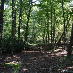 Photo #11 of 01 NC Highway 89, Danbury, NC 21.0 acres