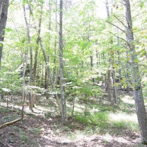 Photo #8 of 01 NC Highway 89, Danbury, NC 21.0 acres