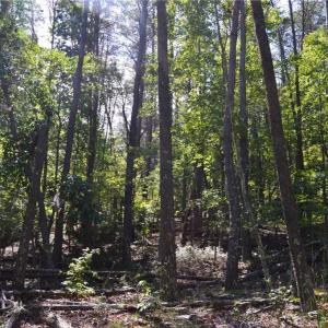 Photo #13 of 01 NC Highway 89, Danbury, NC 21.0 acres