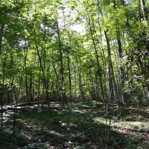 Photo #7 of 01 NC Highway 89, Danbury, NC 21.0 acres