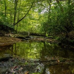 Creek crosses the property