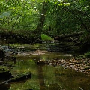 Creek wraps the lower meadow