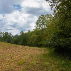 Lower Meadow - creek wraps around the lower side