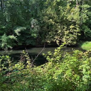 Photo #16 of Doral, Tobaccoville, NC 12.9 acres