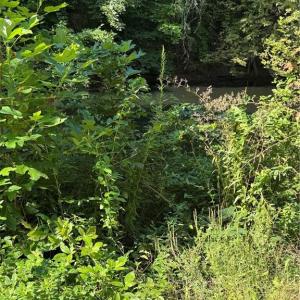 Photo #26 of Doral, Tobaccoville, NC 12.9 acres