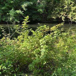 Photo #27 of Doral, Tobaccoville, NC 12.9 acres