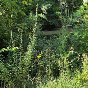 Photo #28 of Doral, Tobaccoville, NC 12.9 acres