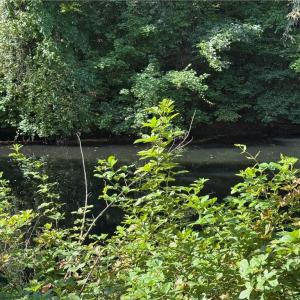 Photo #5 of Doral, Tobaccoville, NC 12.9 acres