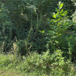 Photo #21 of Doral, Tobaccoville, NC 12.9 acres