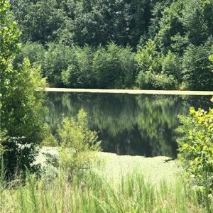 Photo #7 of 1670 Frank Hulin, Lexington, NC 33.2 acres