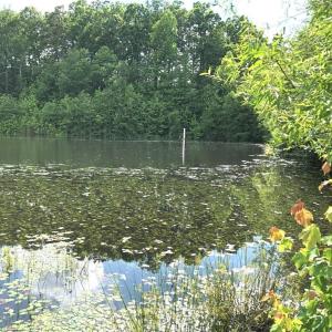 Photo #4 of 1670 Frank Hulin, Lexington, NC 33.2 acres