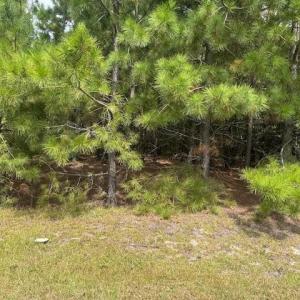 Photo #1 of New Tract 11 Belford Church, Jackson Springs, NC 10.3 acres