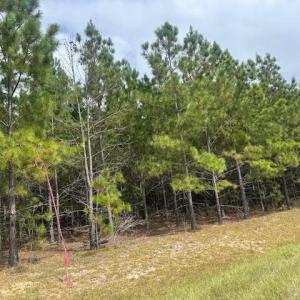 Photo #1 of Tract 13 Belford Church, Jackson Springs, NC 10.7 acres