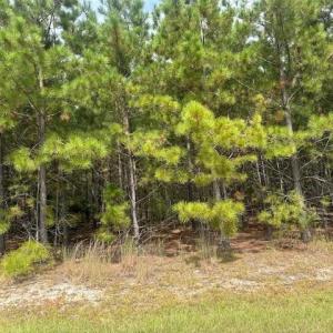 Photo #1 of Tract 14 Belford Church, Jackson Springs, NC 10.4 acres