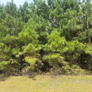 Photo #1 of Tract 16 Belford Church, Jackson Springs, NC 10.1 acres