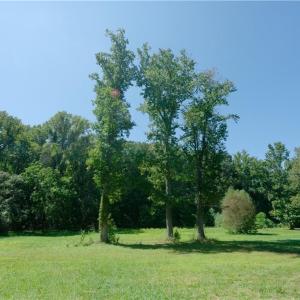 Photo #23 of 4942 Red Pine, Pfafftown, NC 4.2 acres