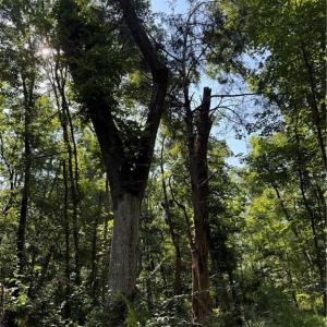 Photo #6 of 3138 Maple, Burlington, NC 5.0 acres