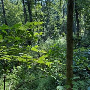 Photo #12 of 3138 Maple, Burlington, NC 5.0 acres