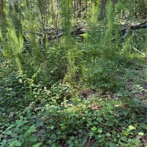 Photo #5 of 3138 Maple, Burlington, NC 5.0 acres