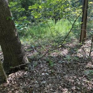 Photo #10 of 3138 Maple, Burlington, NC 5.0 acres