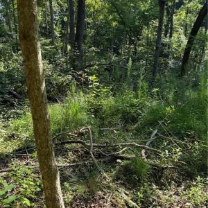 Photo #11 of 3138 Maple, Burlington, NC 5.0 acres
